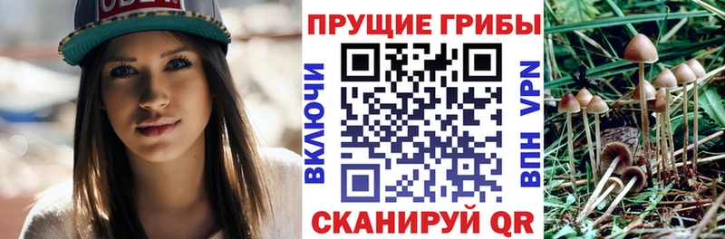 купить закладку  Тобольск  Галлюциногенные грибы Psilocybine cubensis 